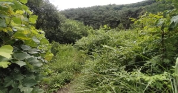전라남도 곡성군 오곡면 송정리 OOO 임야 경매 물건 이미지