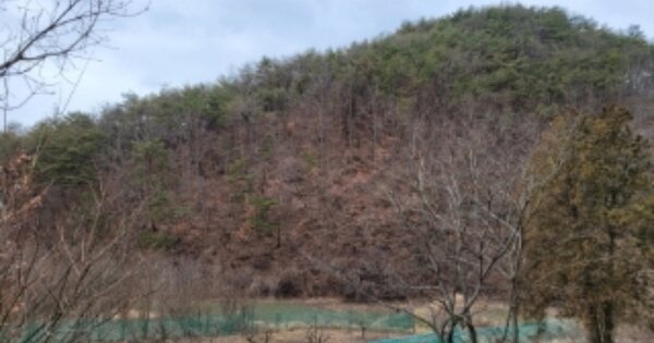울산광역시 울주군 언양읍 반천리 OOOOO 임야 경매 물건 이미지