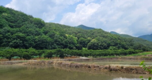 경상북도 청도군 이서면 칠엽리 OOOOOO 임야 경매 물건 이미지