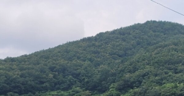 경상남도 거제시 사등면 사등리 OOOOOO 임야 경매 물건 이미지