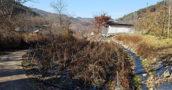경상북도 청송군 부남면 하속리 OOO O OOO 답 경매 물건 이미지