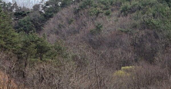 경상북도 영덕군 남정면 양성리 OOO O OOO 답 경매 물건 이미지