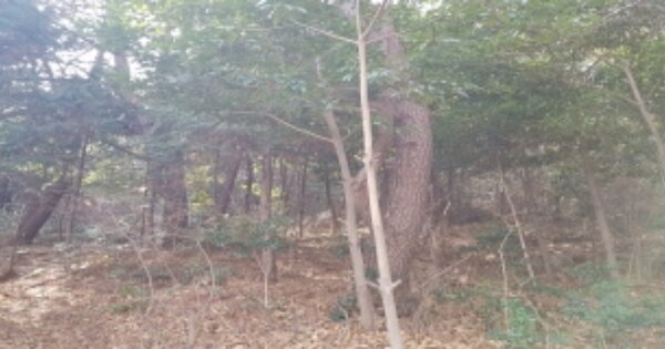 부산광역시 영도구 청학동 OOOOOOO 임야 경매 물건 이미지