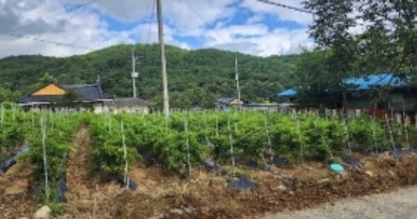 경상북도 안동시 서후면 성곡리 OOO O OOO 전 경매 물건 이미지