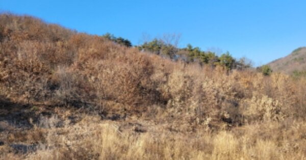 경상북도 청도군 이서면 대전리 OOOOOO O OOO 임야 경매 물건 이미지
