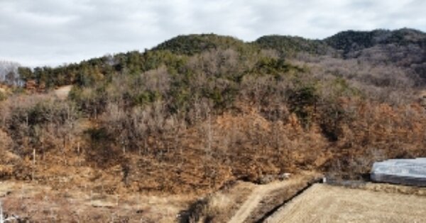 경상북도 김천시 남면 옥산리 OOOOO 임야 경매 물건 이미지