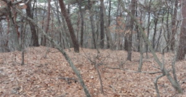 경기도 고양시 덕양구 관산동 OO 임야 경매 물건 이미지
