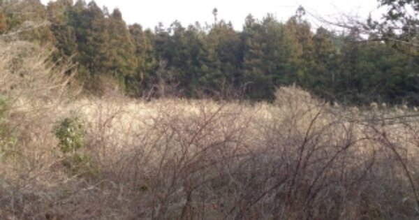제주특별자치도 서귀포시 남원읍 신흥리 OOOO 임야 경매 물건 이미지
