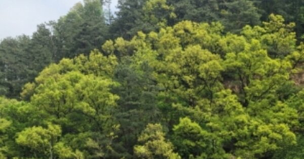 충청남도 천안시 동남구 광덕면 광덕리 OOOO 임야 경매 물건 이미지