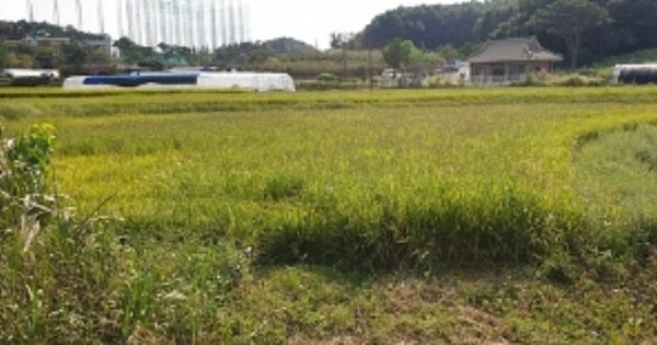 충청남도 홍성군 홍동면 신기리 OOO 답 경매 물건 이미지