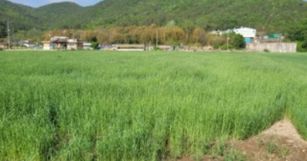 울산광역시 울주군 두서면 미호리 OOOOO 답 경매 물건 이미지