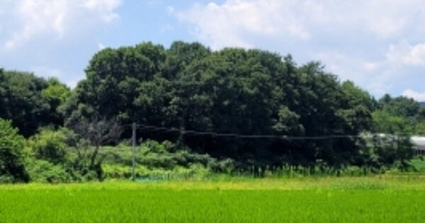 충청남도 천안시 동남구 병천면 병천리 OOO 답 경매 물건 이미지
