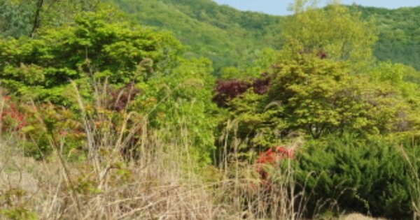 경기도 용인시 처인구 이동읍 묵리 OOOOO 임야 경매 물건 이미지