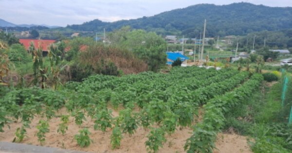 충청남도 아산시 신인동 OOOO O OOO 임야 경매 물건 이미지