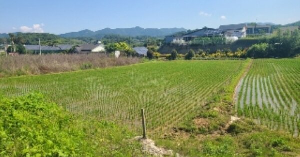 전라남도 담양군 창평면 장화리 OOO 답 경매 물건 이미지