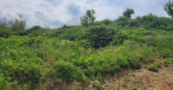 울산광역시 울주군 상북면 산전리 OO 전 경매 물건 이미지