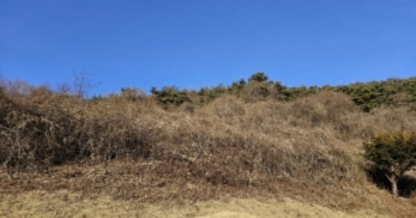 충청북도 단양군 단양읍 기촌리 OOO 임야 경매 물건 이미지