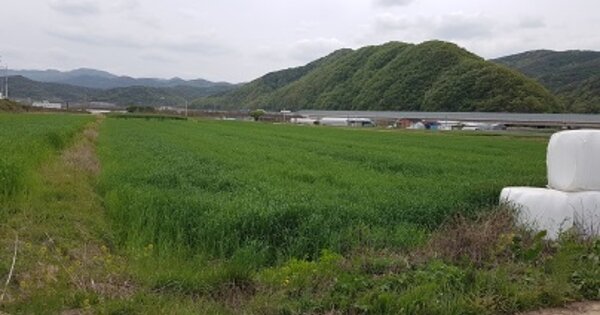 경상북도 군위군 효령면 금매리 OOO 답 경매 물건 이미지