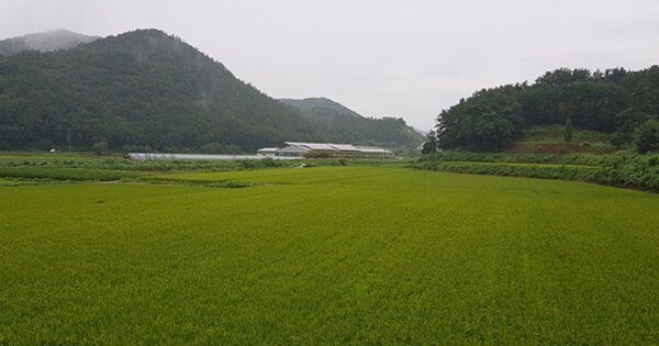 충청남도 서천군 종천면 랑평리 OOO 답 경매 물건 이미지