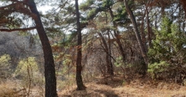 전라북도 남원시 산동면 식련리 OOO 전 경매 물건 이미지