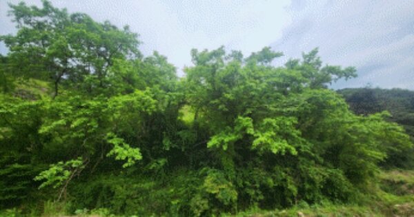 전라북도 임실군 임실읍 이인리 OOO 전 경매 물건 이미지