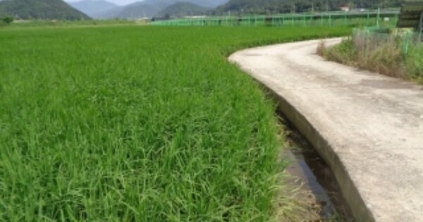 전라북도 김제시 금산면 쌍용리 OOOOO O OOO 도로 경매 물건 이미지