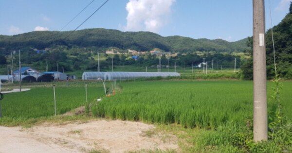 경기도 안성시 보개면 동평리 OOO 답 경매 물건 이미지