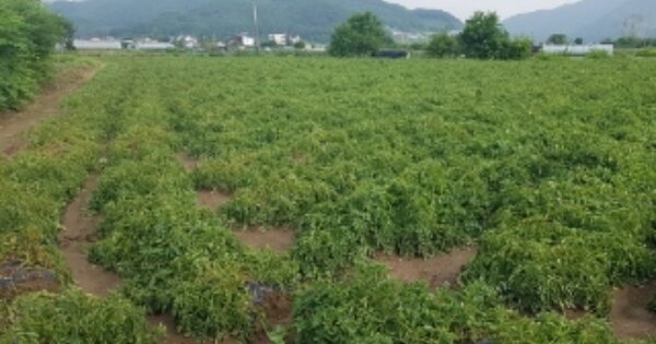 강원도 춘천시 서면 신매리 OOO O OOO 전 경매 물건 이미지