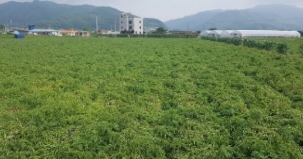 강원도 춘천시 서면 신매리 OOO O OOO 답 경매 물건 이미지