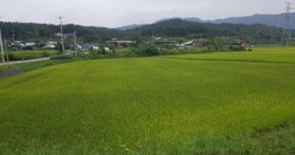 강원특별자치도 춘천시 신동 OOOOO 답 경매 물건 이미지