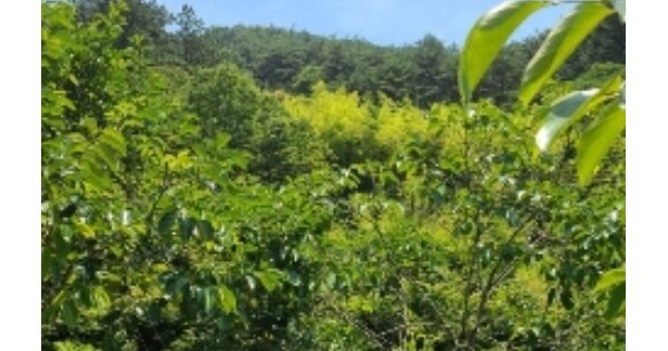 전라남도 화순군 사평면 사수리 OO 전 경매 물건 이미지
