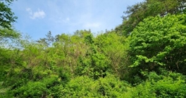 경상북도 안동시 풍산읍 수곡리 OOOOOO O OOO 임야 경매 물건 이미지