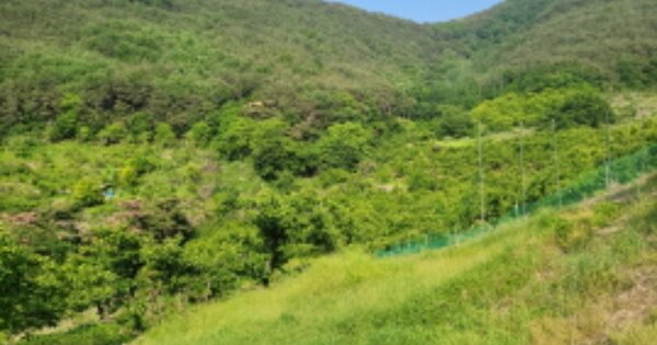경상북도 청도군 청도읍 부야리 OOOO 전 경매 물건 이미지