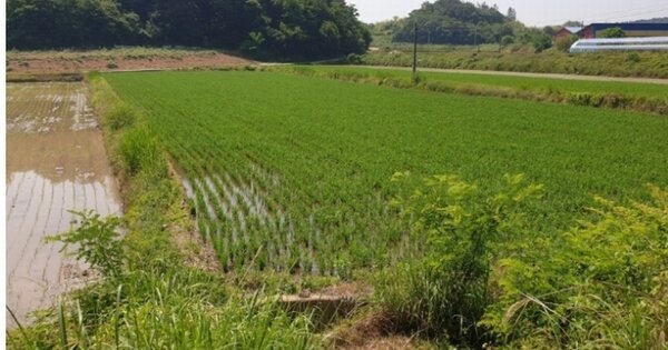 전라북도 순창군 팔덕면 서흥리 OOO 답 경매 물건 이미지