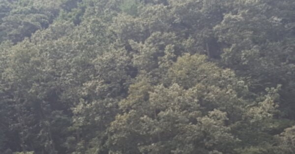 울산광역시 울주군 상북면 등억알프스리 OOO O OOO 임야 경매 물건 이미지