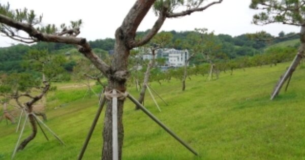 전라북도 전주시 완산구 효자동3가 OOOOOOO 묘지 경매 물건 이미지