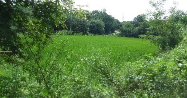 충청남도 당진시 정미면 덕삼리 OOOOOO 전 경매 물건 이미지