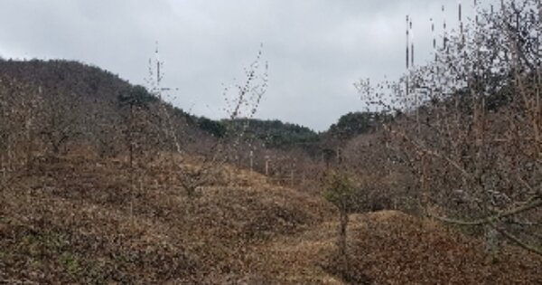 전라남도 순천시 승주읍 죽학리 OOO O OOO 임야 경매 물건 이미지