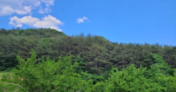 경상북도 영덕군 남정면 사암리 OOO 임야 경매 물건 이미지