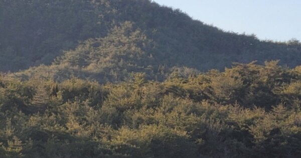 경상북도 영덕군 축산면 경정리 OOOO 임야 경매 물건 이미지