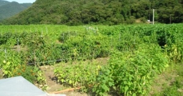 충청남도 공주시 반포면 하신리 OO 전 경매 물건 이미지