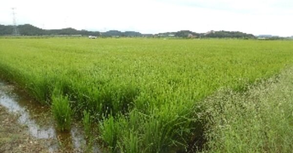 충청남도 당진시 석문면 교로리 OOOO 답 경매 물건 이미지