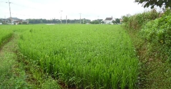 충청남도 서산시 해미면 산수리 OOO O OOO 답 경매 물건 이미지