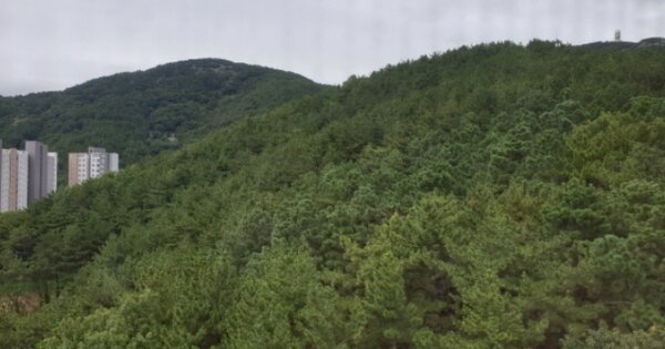 부산광역시 사하구 괴정동 OOOOOOO 임야 경매 물건 이미지