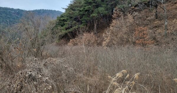 경상북도 군위군 산성면 봉림리 OO O OOO 답 경매 물건 이미지