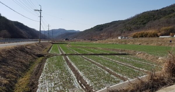 경상북도 의성군 안평면 금곡리 OOOO 답 경매 물건 이미지