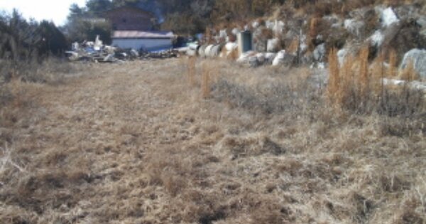 세종특별자치시 장군면 대교리 OOOOO 임야 경매 물건 이미지