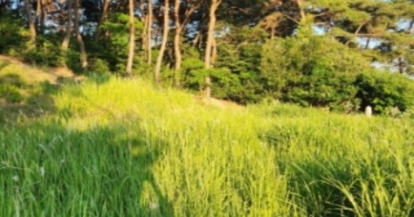 전라북도 고창군 아산면 학전리 OOO 임야 경매 물건 이미지