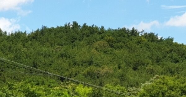 경상북도 경주시 안강읍 갑산리 OOO 임야 경매 물건 이미지