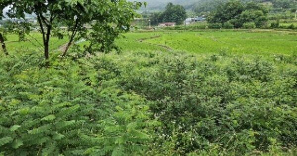 충청북도 음성군 음성읍 한벌리 OOOOO 답 경매 물건 이미지